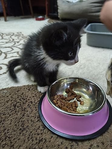 манчкин коты: Кошка даром: Беспородная, 2 месяца, Мальчик, Приучена к лотку, Проглистована — 2