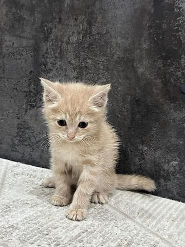 британские котята в дар: Беспородная, 1 месяц, Мальчик, Рыжий, Приучена к лотку — 1