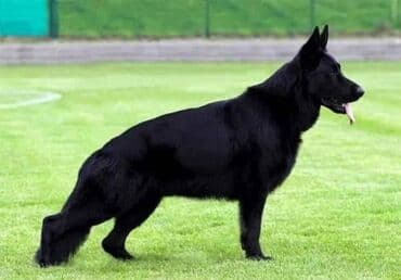 лабладор собака: Продаю щенки чистой немецкой овчарки! Срочно 25 дней кже щенкам По 10 — 2