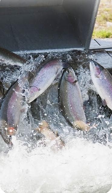 Продаю мальков Дания самки 80г а также есть 15г средний вес Радужная