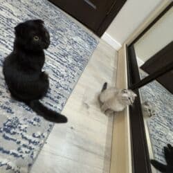 купить кошку вислоухий: Шотландский вислоухий котёнок, окрас чёрный (солид). Круглая мордочка — 2