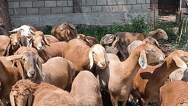 будай урон: Продаю | Овца (самка), Ягненок, Баран (самец) | Арашан | Для разведения | Котные, Осеменитель, Матка — 6