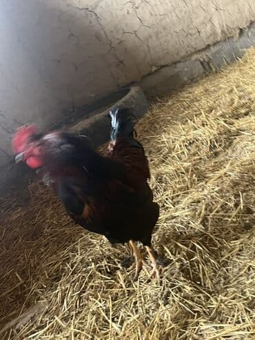 купить корову швицкой породы: Продаю | Петух | Для разведения — 5