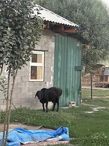 Айыл-чарба жаныбарлары: Сатам | Ургаачы кой (ургаачы) | Көбөйтүү үчүн — 7