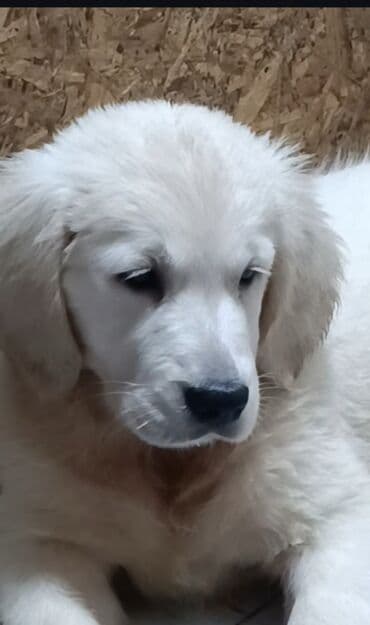 объявления о найденных собаках: Ретривер, 2 месяца, Самка — 3