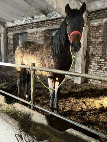 Продаю | Жеребец | Рабочий