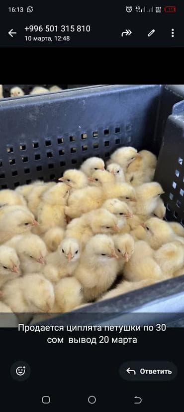 корм для цыплят: Продаю | Цыплята | На забой — 1