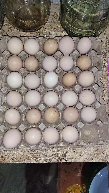 мороженое вафли: Куриные яйца домашние, в лотках по 30 шт. - Разнотон: от — 2