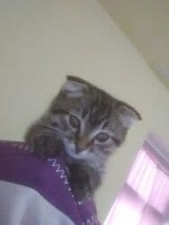 цена шотландского вислоухого кота: Скотиш Фолд (Шотландская вислоухая), 3 месяца, Мальчик, Биколор, Приучена к лотку, Проглистована — 6