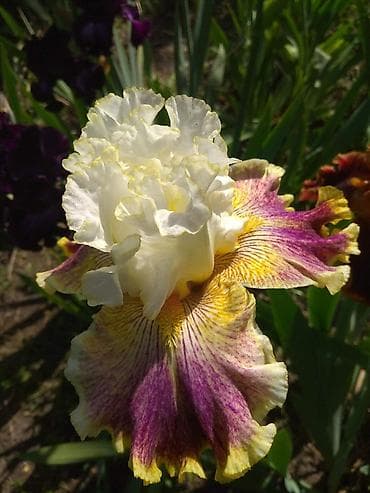 нитки ирис: В продаже саженцы сортовых ирисов из личной коллекции Все фото мои! — 6