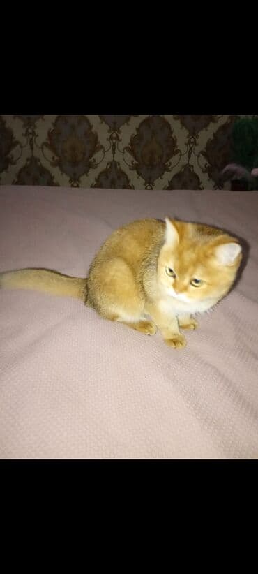 домик для котят: Британская короткошёрстная, 1 месяц, Девочка, Золотая шиншилла, С документами — 3