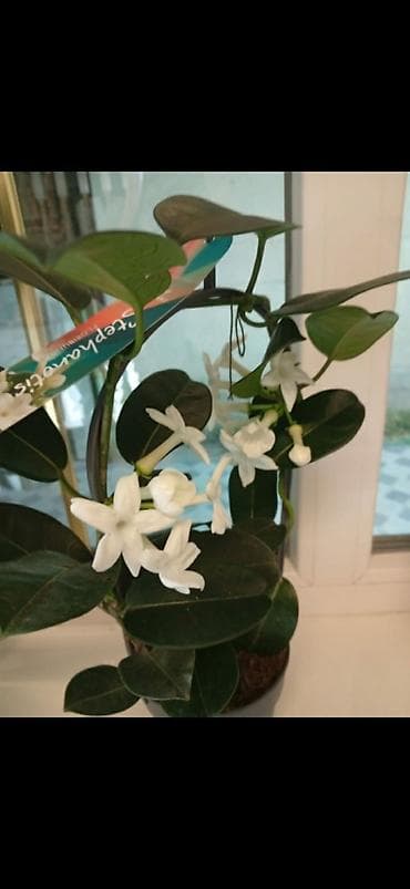 Бөлмө өсүмдүктөрү: Стéфанотис (Madagascar jasmine) в горшке. - Вьющийся комнатный цветок — 1