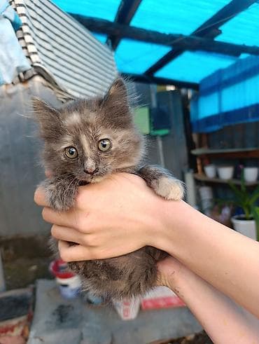 Продажа кошек: В Добрые руки. БЕСПЛАТНО!!!Котята домашние, разноокрасочные: - — 8