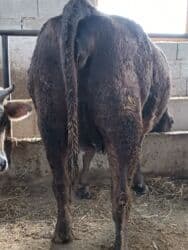 дом кошек: Продаю | Корова (самка) | Алатауская, Швицкая | Для разведения, Для молока | Племенные, Стельные, Искусственник — 7