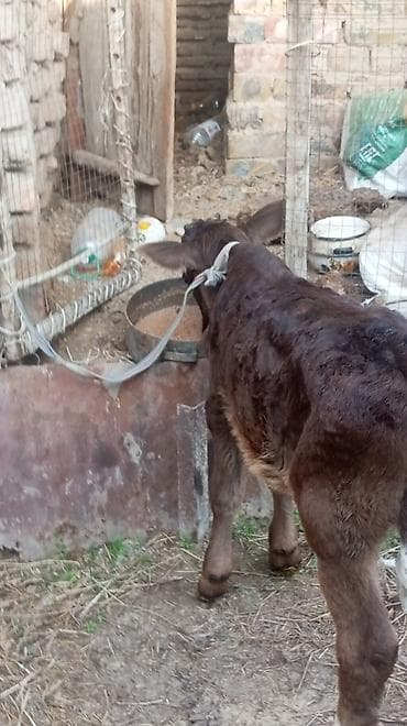 бульдог французский: Продаю | Бык (самец) — 5