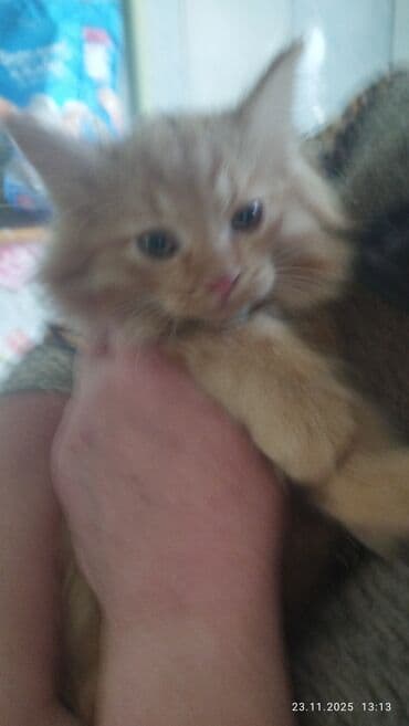 кошка вязка: Сибирская, 2 месяца, Мальчик, Рыжий, Приучена к лотку — 14