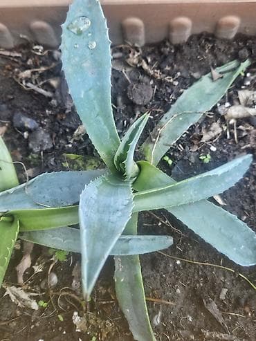 повторяющий кактус: Агава декоративная (несколько экземпляров) - Виды/формы — 3