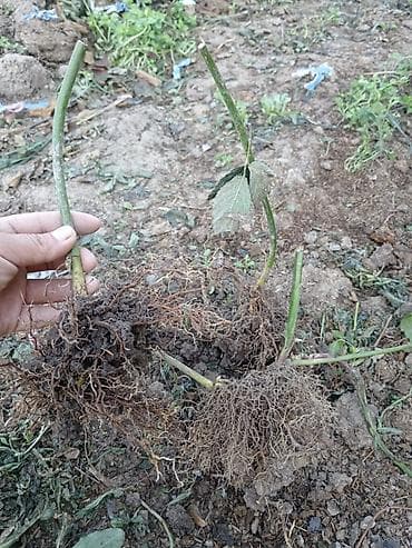 еврокуб бишкек: Ежевика кочоттору сатылат!!! 3- жылдык. сорт Лох-Несс! цена — 2