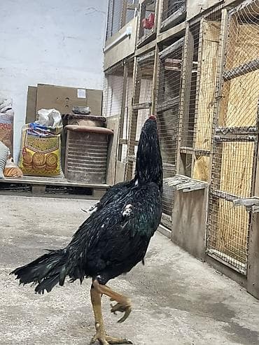 Продам с/х животных: Продаю | Петух | Бойцовая | Для разведения — 5