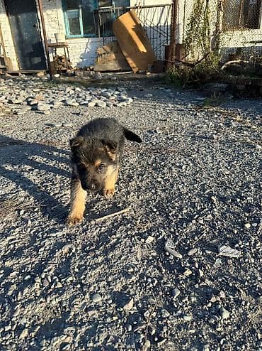 сахарный посум: Продаю щенков немецкой овчарки, село беловодское, цена окончательная — 2