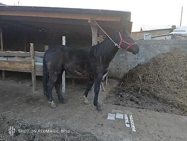 Продаю | Жеребец | Рабочий