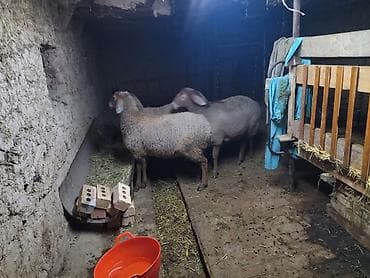 Кошки: Продаю | Овца (самка) | Для разведения | Племенные — 5