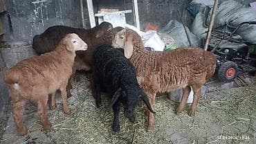 козу срочно: Продаю | Ягненок | На забой — 4