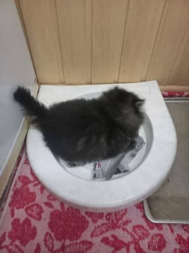 дом для кошек: Остался 1 котенок 1 месяц перситский . умненький к лотку — 5