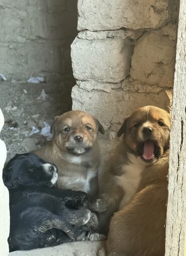 сколько стоит кролик домашний: 1 месяц, Самец — 1