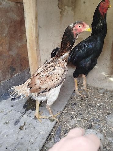 сулук курт бишкек адрес: Дакан мекиш сатылат туп жатат активный алмашу жолдору бар адрес — 1