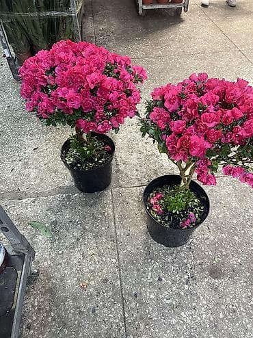 alize puffy: Те самые Азалии Лучший подарок на 8 марта Они по акции 3000 С акцией — 2