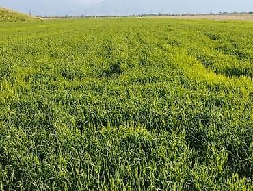 Комнаты: 400 соток — 7