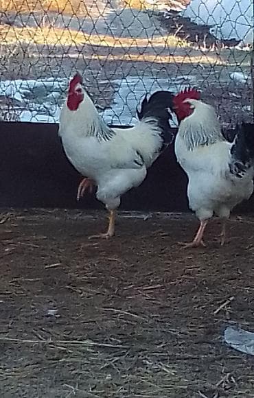 бычки 8 9 месяц: Продаю | Петух | Для разведения — 5