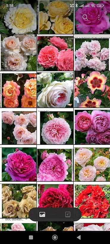 Садовая мебель: Корни роз — 2