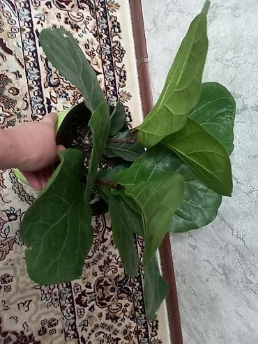 лист контейнера: Фикус лирата (Ficus lyrata), компактная форма. - Эффектные крупные — 2