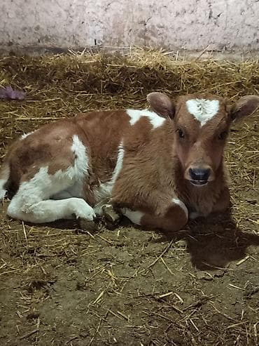 Услуги ветеринара: Продаю | Музоо, торпок | На откорм — 2