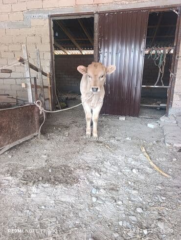 большая кошка: Продаю | Музоо, торпок | На откорм | Привязанные — 4