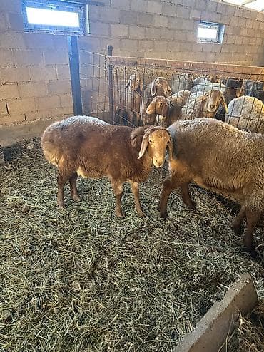 ячмень цена: Продаю | Баран (самец) | Полукровка, Арашан | На забой, Для разведения — 4