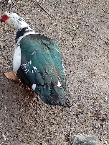 Индоутки (мускусные утки) - Порода: мускусная (индоутка) — 8