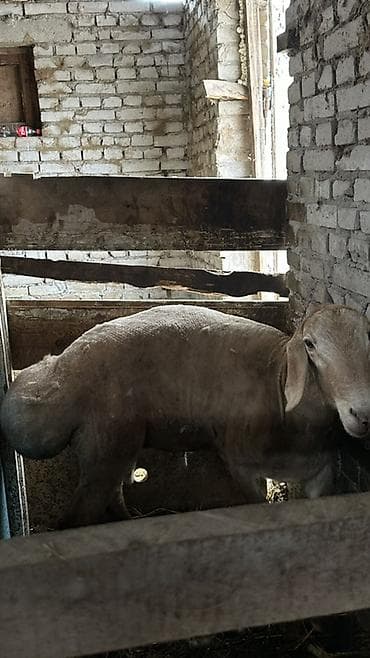 животные бараны: Продаю | Овца (самка) | Для разведения — 4