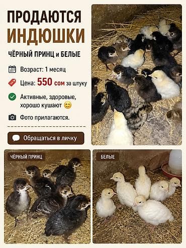 индюш: Сатам | Балапан күрп | Кара ханзаада | Көбөйтүү үчүн — 1