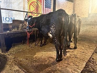 продается коза: Продаю | Корова (самка) | Для молока | Нетель — 2