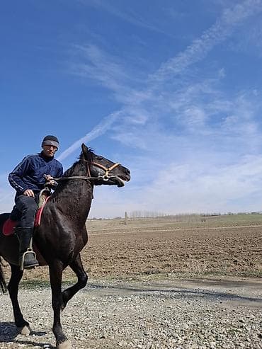 А/ч жаныбарларын сатып алам: Сатам | Жылкы (эркек) | Ат спорту | Асыл тукумдуу — 3