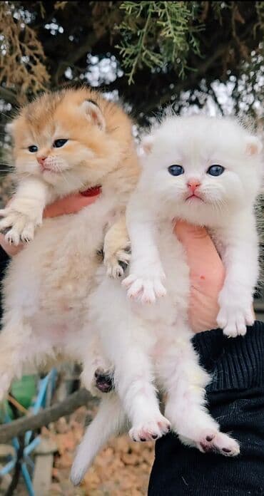 вислоухая кошка сколько стоит: Предлагаем для бронирования чистопородных малышей. Окрас: золотая и — 6