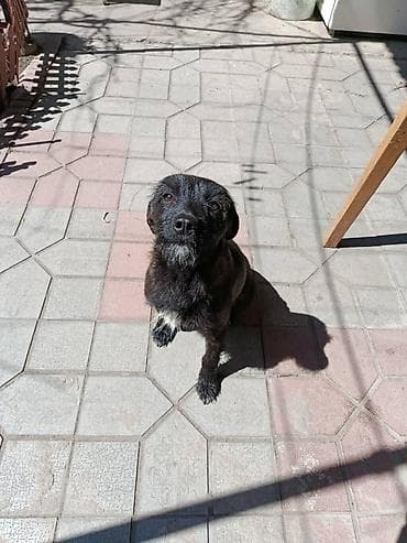 chi su: Отдам в добрые руки! собачка девочка Стерилизованна!!! маленькая — 1