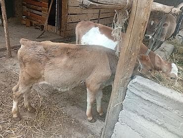 быки в канте: Продаю | Бык (самец) | На откорм | Привязанные — 1