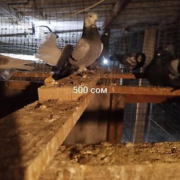 продаю гусей: Стая голубей - Окрас разный: светлые, тёмные, пёстрые. - На фото — — 4