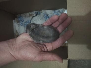 Аламанчыктар (хомяки): Карликовые хомячки (окрас серо-дымчатый) - Милые, ручные малыши — 3