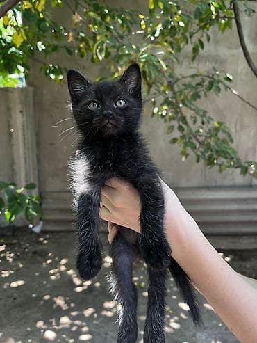 кошка котёнок: Котёнок, полосато-белый окрас (серебристый табби с белыми лапками и — 2