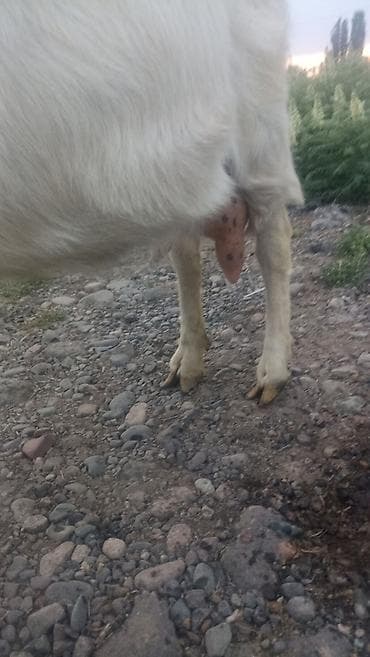 уй кой: Продаю | Коза (самка) | Для молока | Племенные — 5